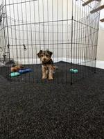 Ace, a male Yorkshire Terrier for sale in High Point, NC – 3 of 4