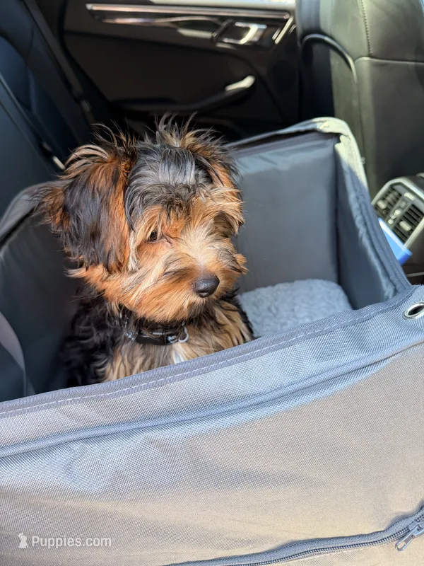 Ace – Yorkshire Terrier puppy for sale in High Point, NC