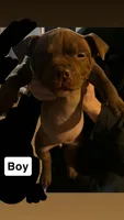 Not named, a male American Bully for sale in Oswego, NY – Photo 3 of 4
