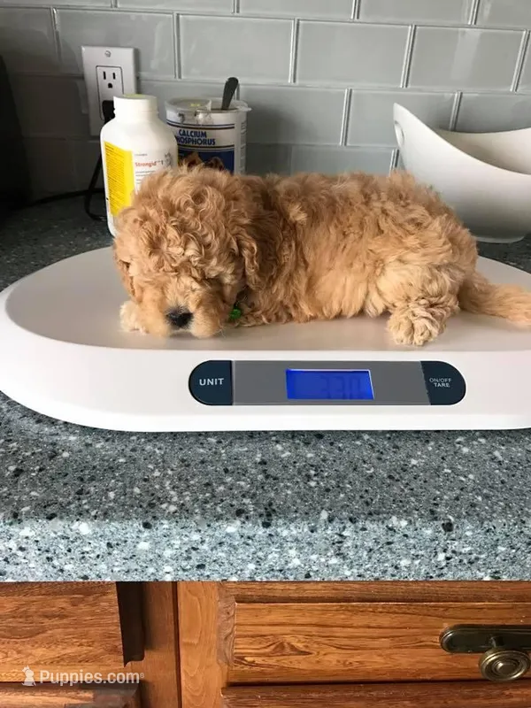 Popo – Cavapoo puppy for sale in Louisville, KY