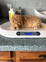 Popo, a male Cavapoo for sale in Louisville, KY – Photo 1 of 2