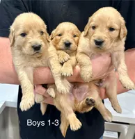 Male Golden Retriever , a male Golden Retriever for sale in Wilton, CA – Photo 2 of 4