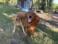 Male Golden Retriever , a male Golden Retriever for sale in Wilton, CA – Photo 4 of 4