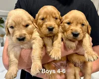 Male Golden Retriever , a male Golden Retriever for sale in Wilton, CA – Photo 3 of 4
