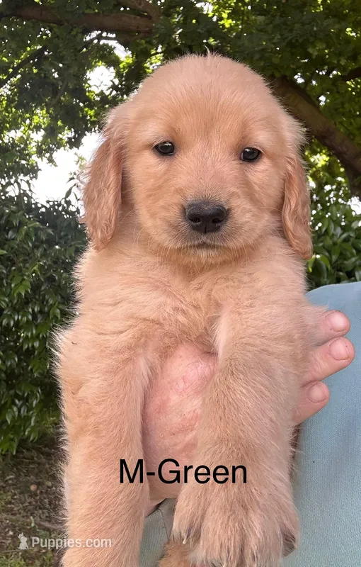 George – Golden Retriever puppy for sale in Wilton, CA