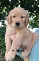 Buddy, a male Golden Retriever for sale in Wilton, CA – Photo 1 of 2