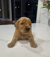 Golden Retriever Puppy, a male Golden Retriever for sale in Wilton, CA – Photo 1 of 2
