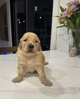 Golden Retriever Puppy, a male Golden Retriever for sale in Wilton, CA – Photo 2 of 2