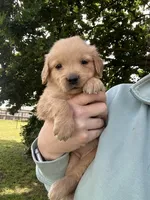 Little Lucy, a female Golden Retriever for sale in Wilton, CA – Photo 1 of 2