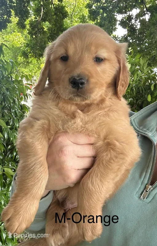 Oscar – Golden Retriever puppy for sale in Wilton, CA