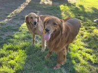 Oscar, a male Golden Retriever for sale in Wilton, CA – Photo 2 of 2