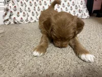 Waffles, a female Goldendoodle for sale in Tyrone, GA – 4 of 5