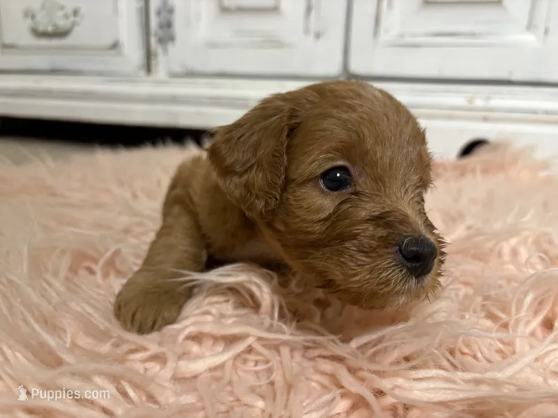 Ruby – Goldendoodle puppy for sale in Tyrone, GA