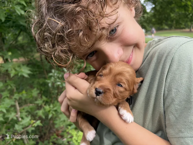 Brownie – Goldendoodle puppy for sale in Tyrone, GA