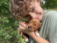 Brownie, a female Goldendoodle for sale in Tyrone, GA – 1 of 2