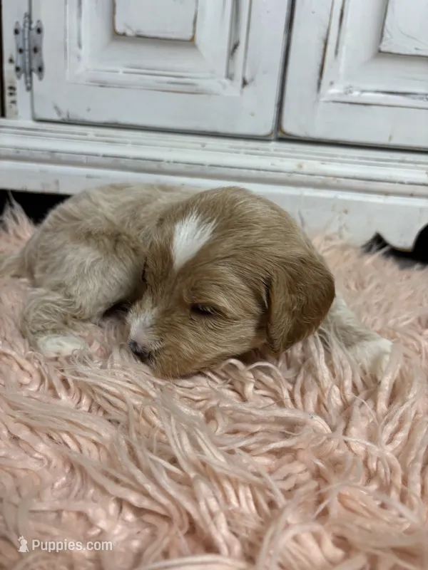 Snow – Goldendoodle puppy for sale in Tyrone, GA
