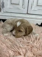 Snow, a male Goldendoodle for sale in Tyrone, GA – 1 of 5