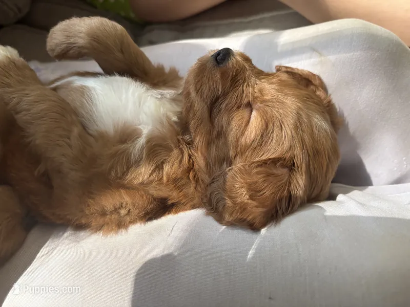 Waffles – Goldendoodle puppy for sale in Tyrone, GA