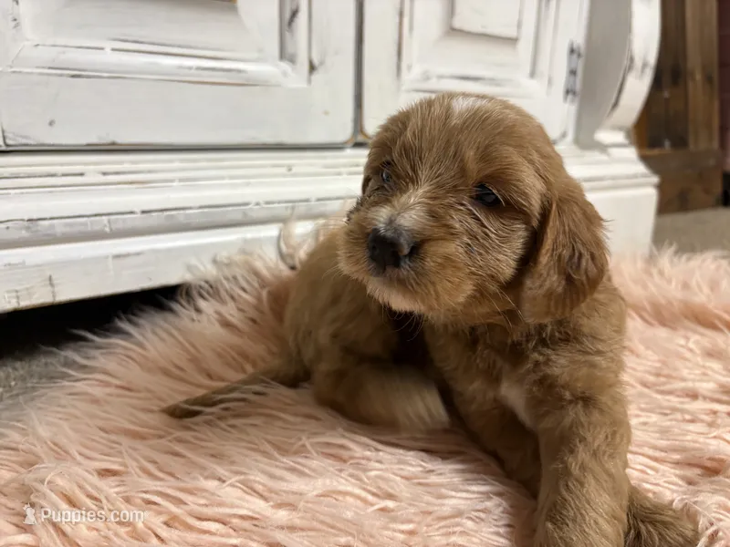 Bear – Goldendoodle puppy for sale in Tyrone, GA