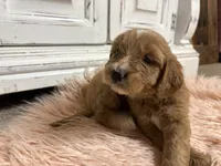 Bear, a female Goldendoodle for sale in Tyrone, GA – 1 of 5