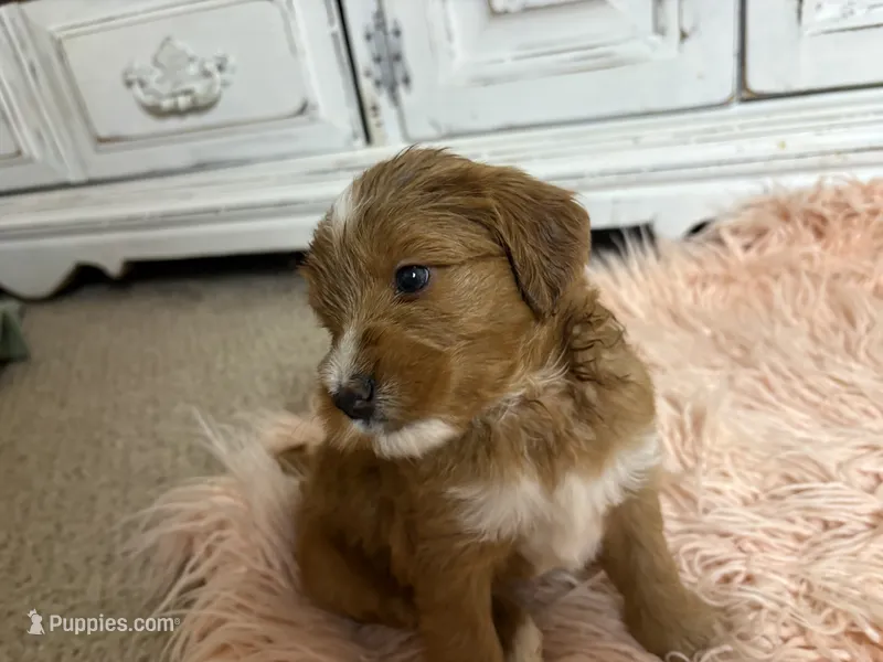 Macaroon – Goldendoodle puppy for sale in Tyrone, GA