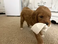 Waffles, a female Goldendoodle for sale in Tyrone, GA – 5 of 5