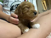 Waffles, a female Goldendoodle for sale in Tyrone, GA – 3 of 5