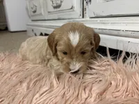 Snow, a male Goldendoodle for sale in Tyrone, GA – 3 of 5
