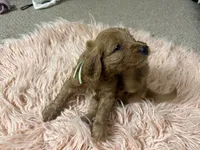 Willow, a female Goldendoodle for sale in Tyrone, GA – 3 of 3