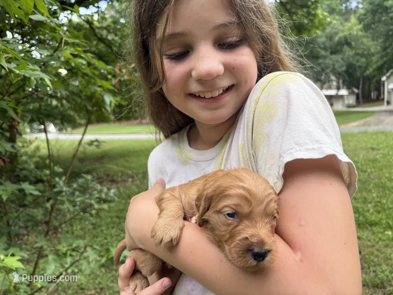 Miracle – Goldendoodle puppy for sale in Tyrone, GA