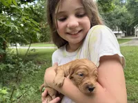 Miracle, a female Goldendoodle for sale in Tyrone, GA – 1 of 2