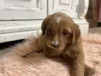 Bear, a female Goldendoodle for sale in Tyrone, GA – 2 of 5