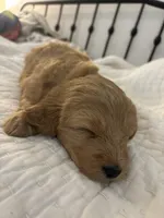 Brownie, a female Goldendoodle for sale in Tyrone, GA – 4 of 5