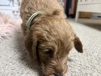 Willow, a female Goldendoodle for sale in Tyrone, GA – 2 of 3