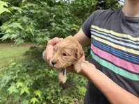 Willow, a female Goldendoodle for sale in Tyrone, GA – 1 of 1