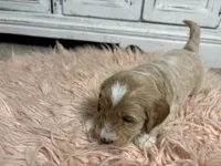 Snow, a male Goldendoodle for sale in Tyrone, GA – 4 of 5