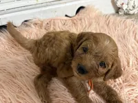 Ruby, a female Goldendoodle for sale in Tyrone, GA – 4 of 4