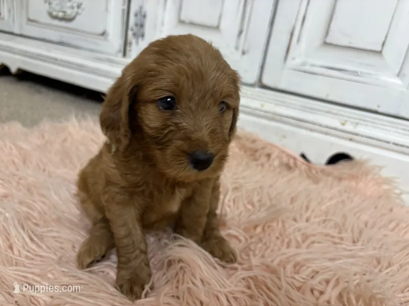 Willow – Goldendoodle puppy for sale in Tyrone, GA