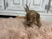 Bear, a female Goldendoodle for sale in Tyrone, GA – 4 of 5