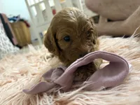 Ruby, a female Goldendoodle for sale in Tyrone, GA – 3 of 4