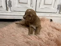 Bear, a female Goldendoodle for sale in Tyrone, GA – 3 of 5