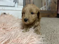 Brownie, a female Goldendoodle for sale in Tyrone, GA – 3 of 5