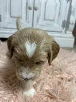 Snow, a male Goldendoodle for sale in Tyrone, GA – 2 of 5