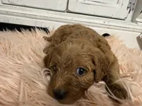 Ruby, a female Goldendoodle for sale in Tyrone, GA – 2 of 4
