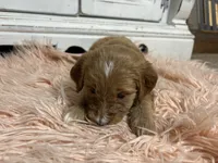 Bear, a female Goldendoodle for sale in Tyrone, GA – 5 of 5