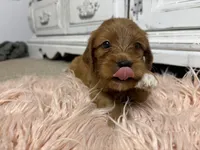Waffles, a female Goldendoodle for sale in Tyrone, GA – 2 of 5