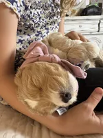 Snow, a male Goldendoodle for sale in Tyrone, GA – 5 of 5