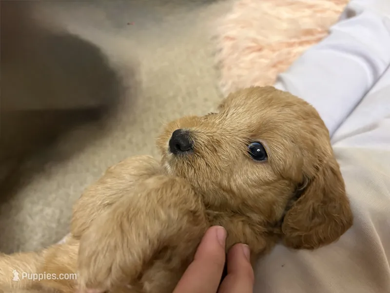 Brownie – Goldendoodle puppy for sale in Tyrone, GA