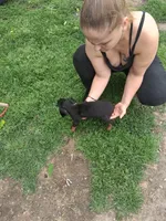Female1, a male Doberman Pinscher for sale in Vandalia, IL – 3 of 3