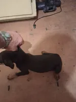 Male3, a male Doberman Pinscher for sale in Vandalia, IL – 2 of 3
